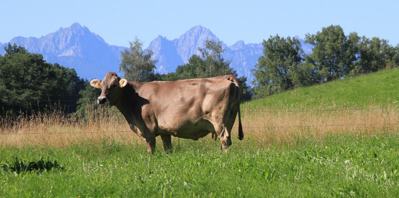 Gasthof Lamprecht Peiting Kültér fotó